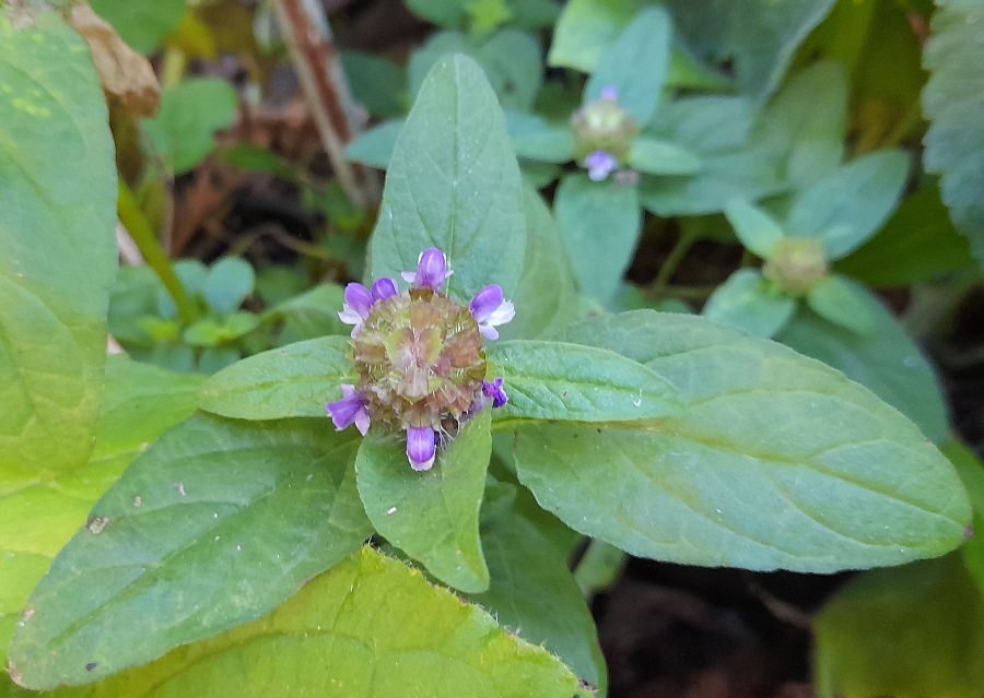 selfheal