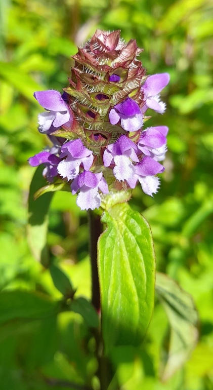 selfheal