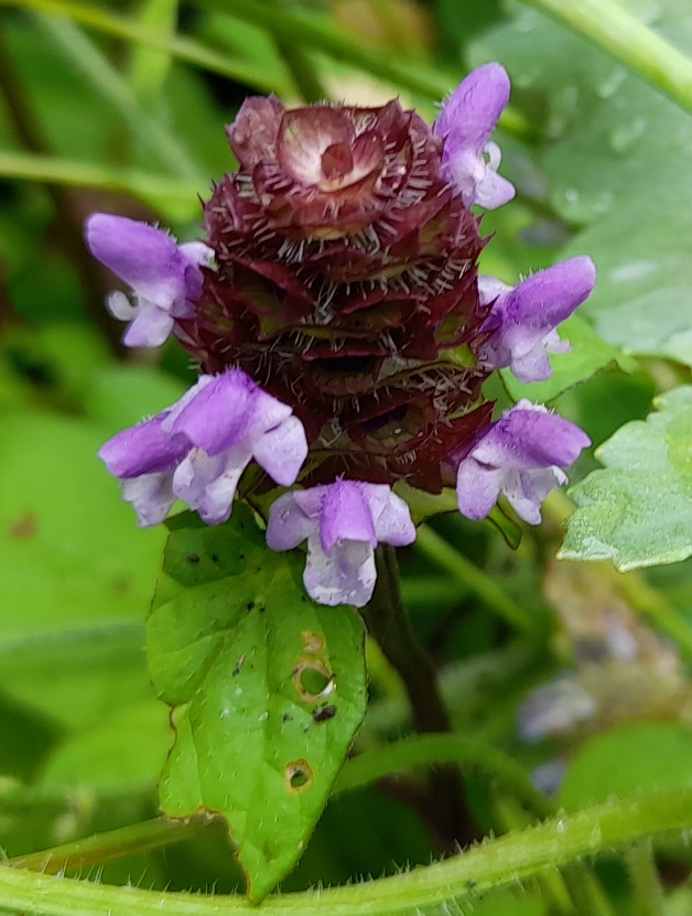 selfheal prunella vulgaris