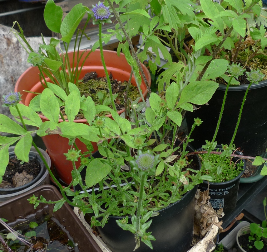 sheepsbit jasione montana