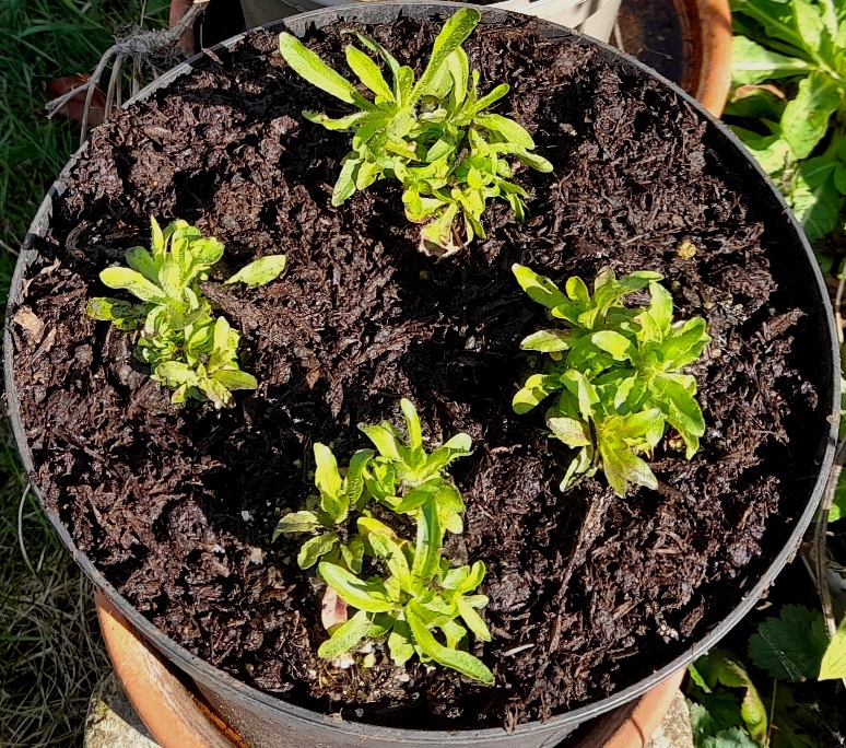 sheepsbit seedlings