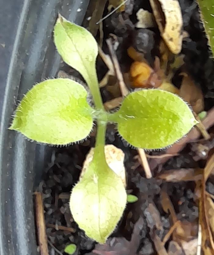 sheepsbit seedling