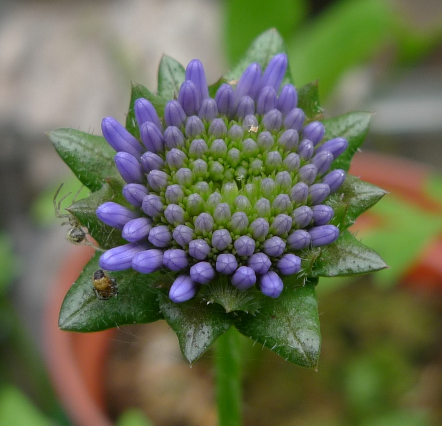 sheepsbit Jasione montana