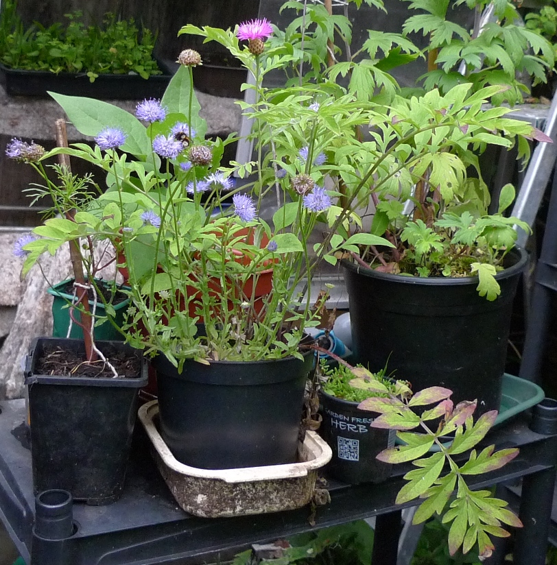 sheepsbit centaurea dealbata