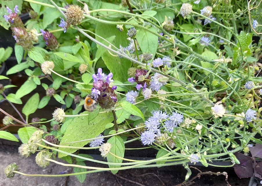 sheepsbit selfheal bee