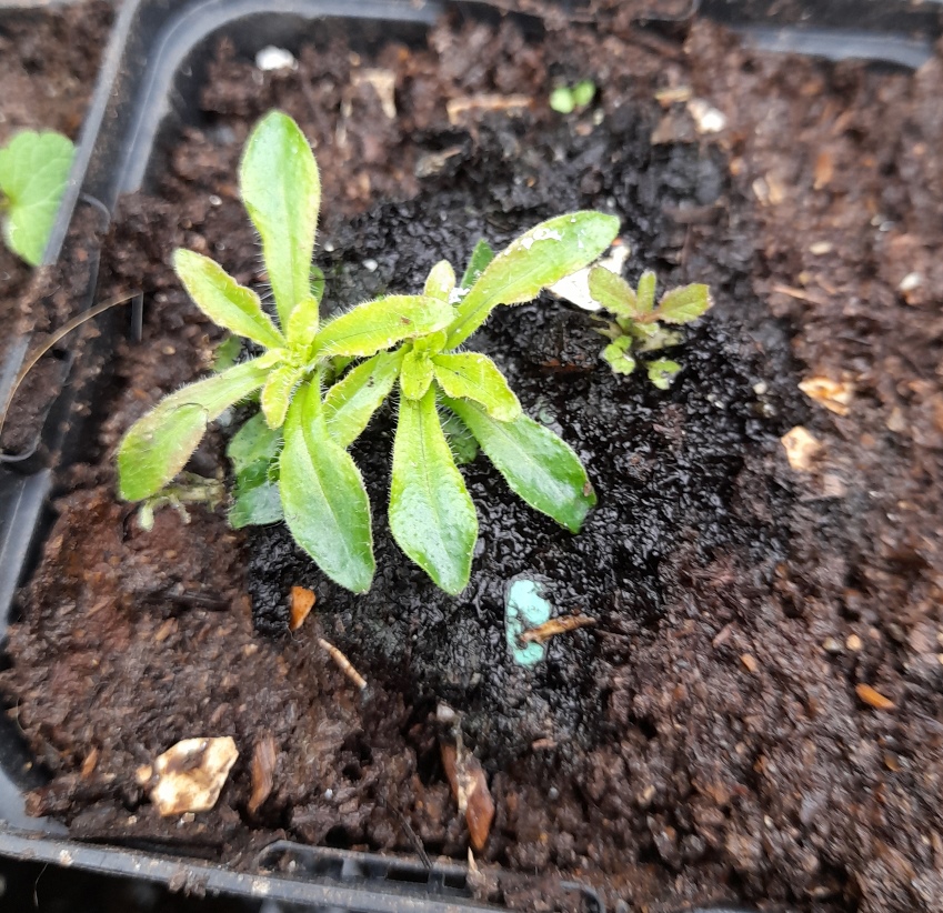 sheepsbit seedlings