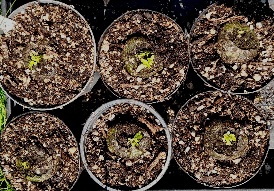 sheepsbit seedlings