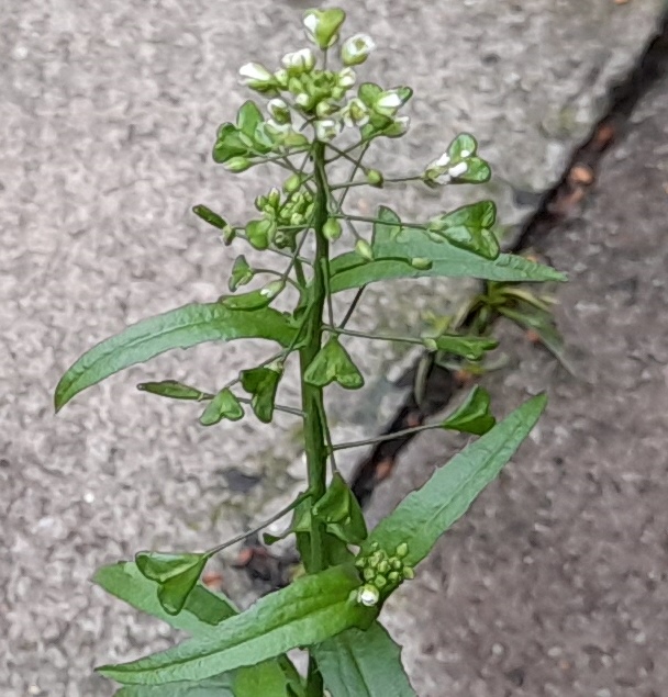 shepherd's purse capsella bursa-pastoris