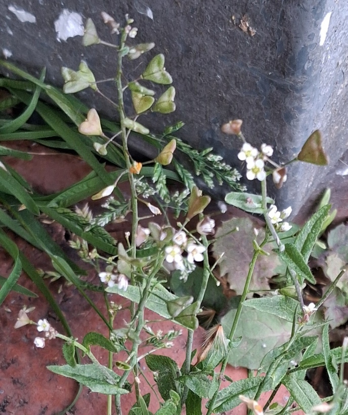 thale cress arabidopsis thaliana