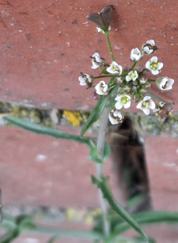 thale cress arabidopsis thaliana