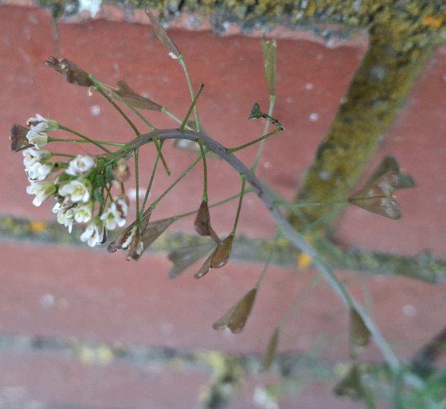 thale cress arabidopsis thaliana