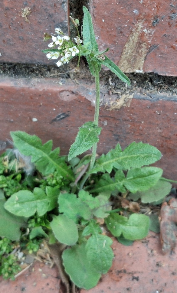 thale cress arabidopsis thaliana