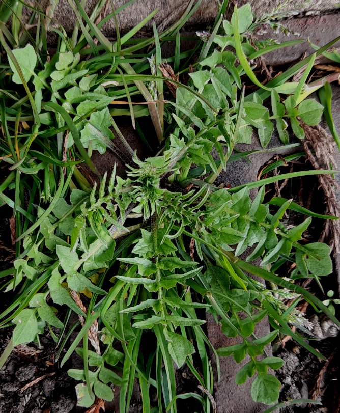 shepherds purse capsella bursa-pastoris