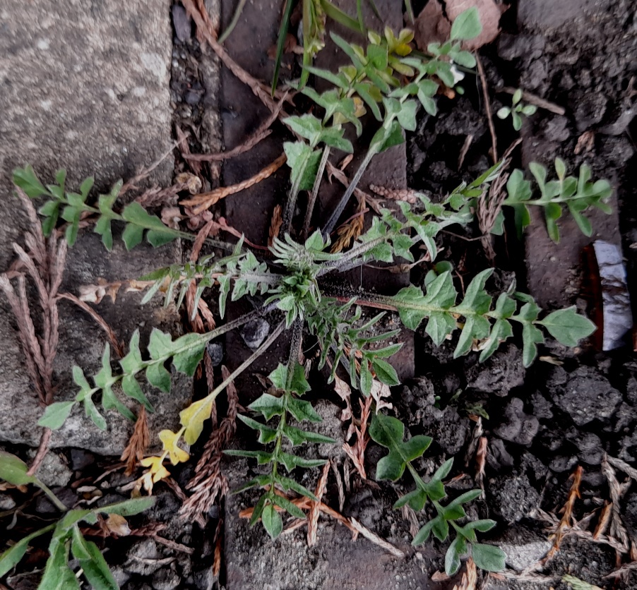 shepherds purse capsella bursa-pastoris