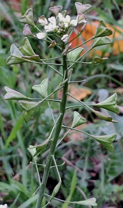 shepherds purse capsella bursa-pastoris