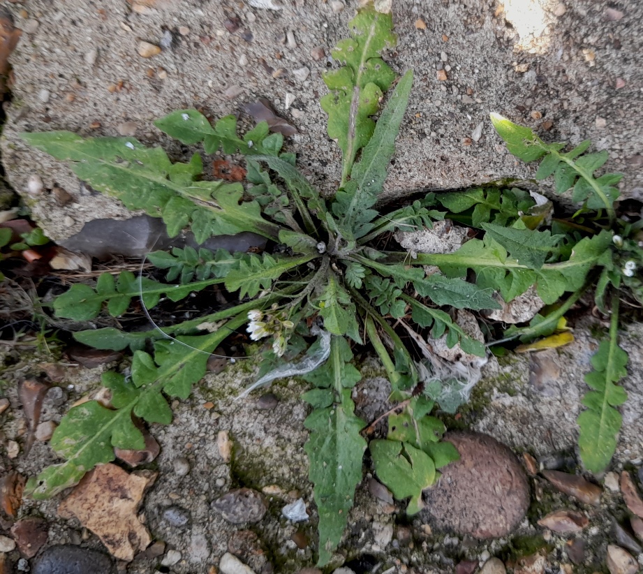 shepherds purse capsella bursa-pastoris