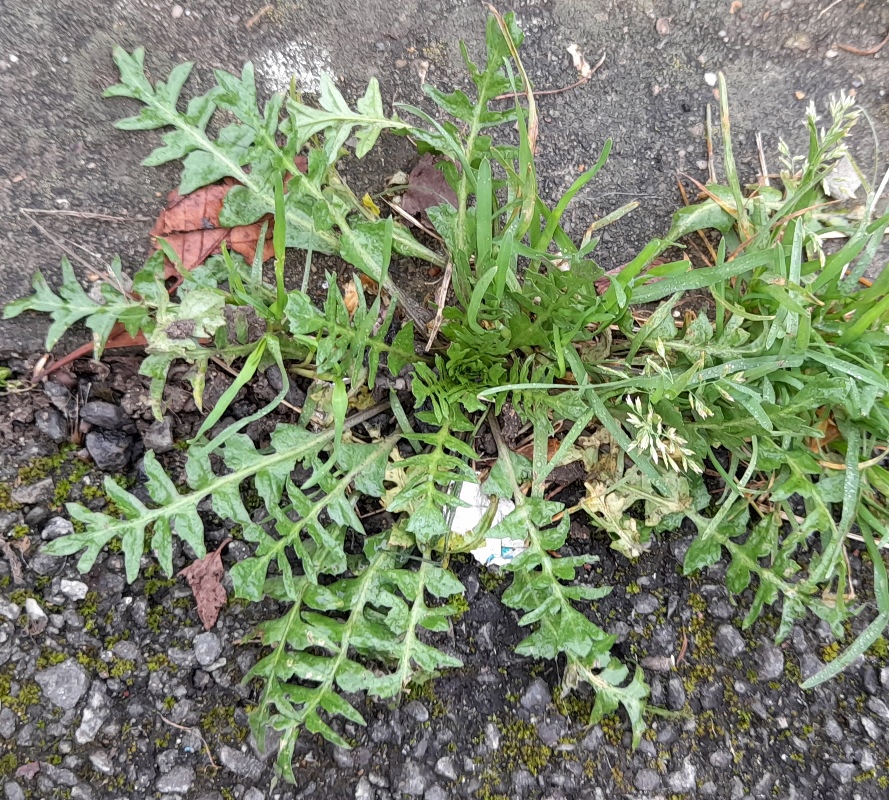 shepherd's purse capsella bursa-pastoris