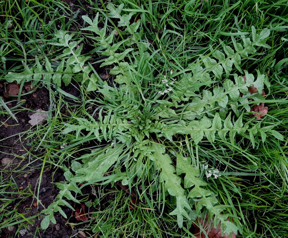 shepherd's purse capsella bursa-pastoris
