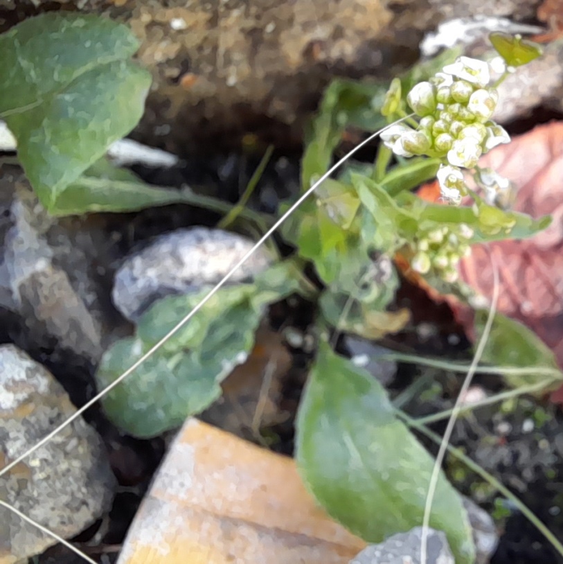 shepherd's purse Jeffrey's St