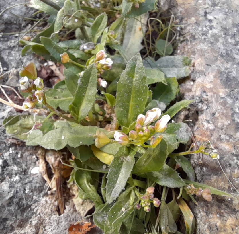 shepherd's purse Jeffrey's St