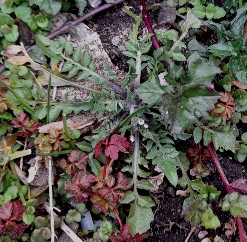 shepherds purse capsella bursa-pastoris