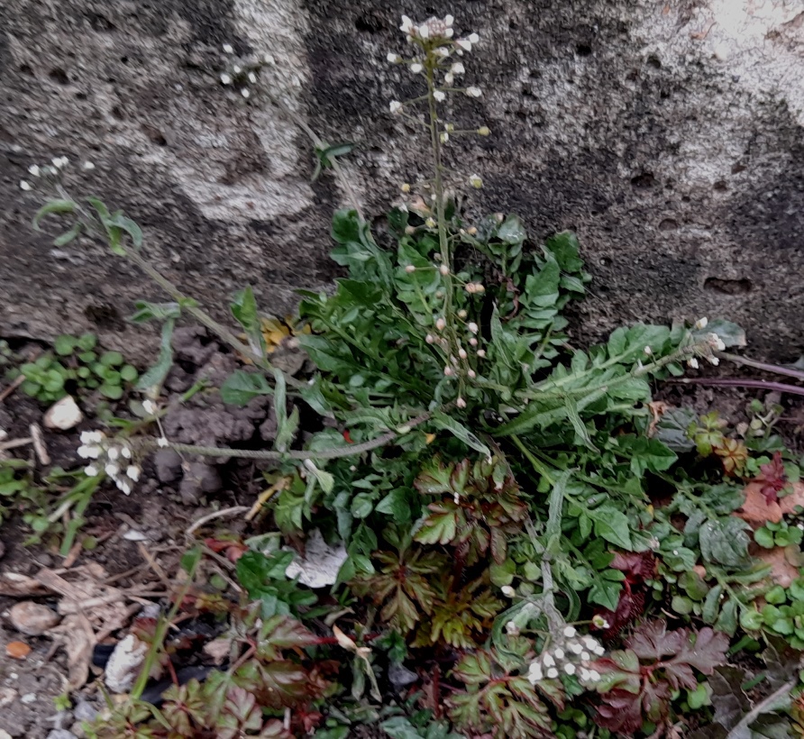 shepherds purse capsella bursa-pastoris