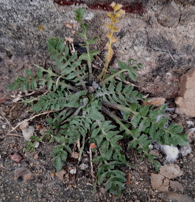 shepherds purse capsella bursa-pastoris