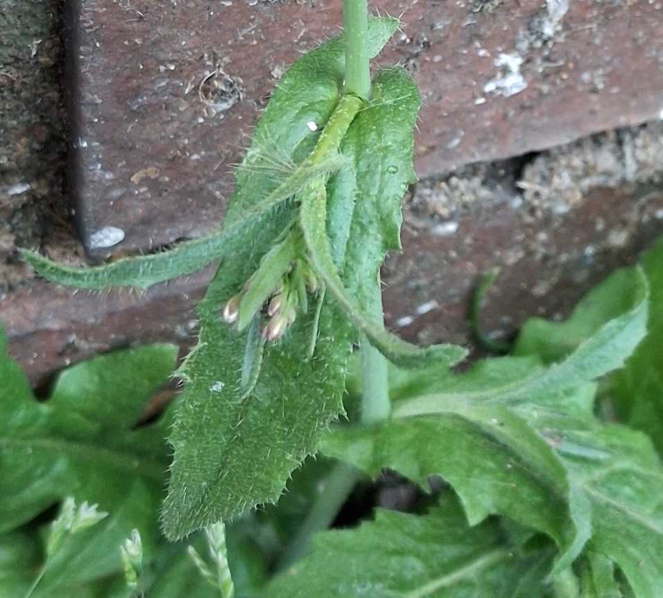 shepherds purse detail