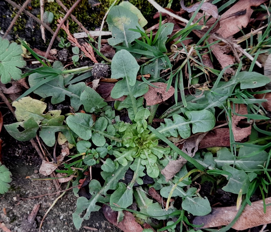 shepherds purse capsella bursa-pastoris