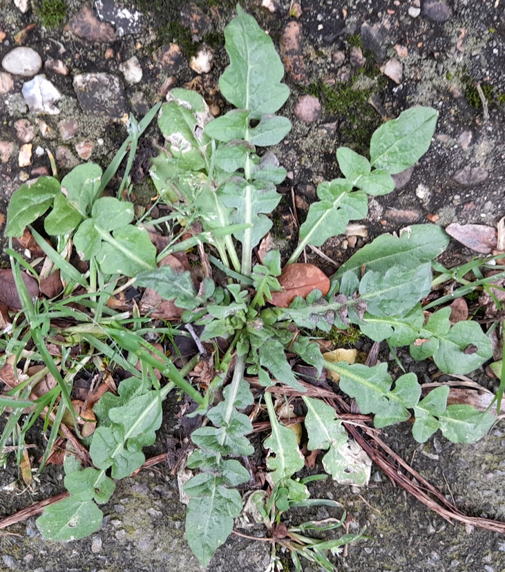 shepherds purse Capsella bursa-pastoris