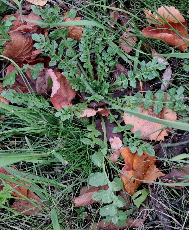 shepherds purse capsella bursa-pastoris rosette