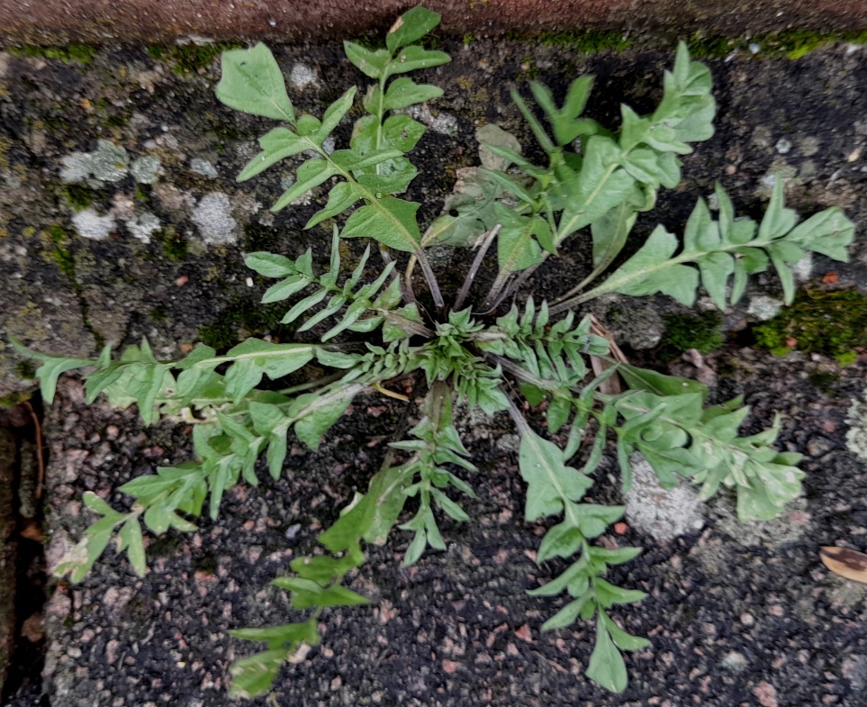 shepherds purse capsella bursa-pastoris