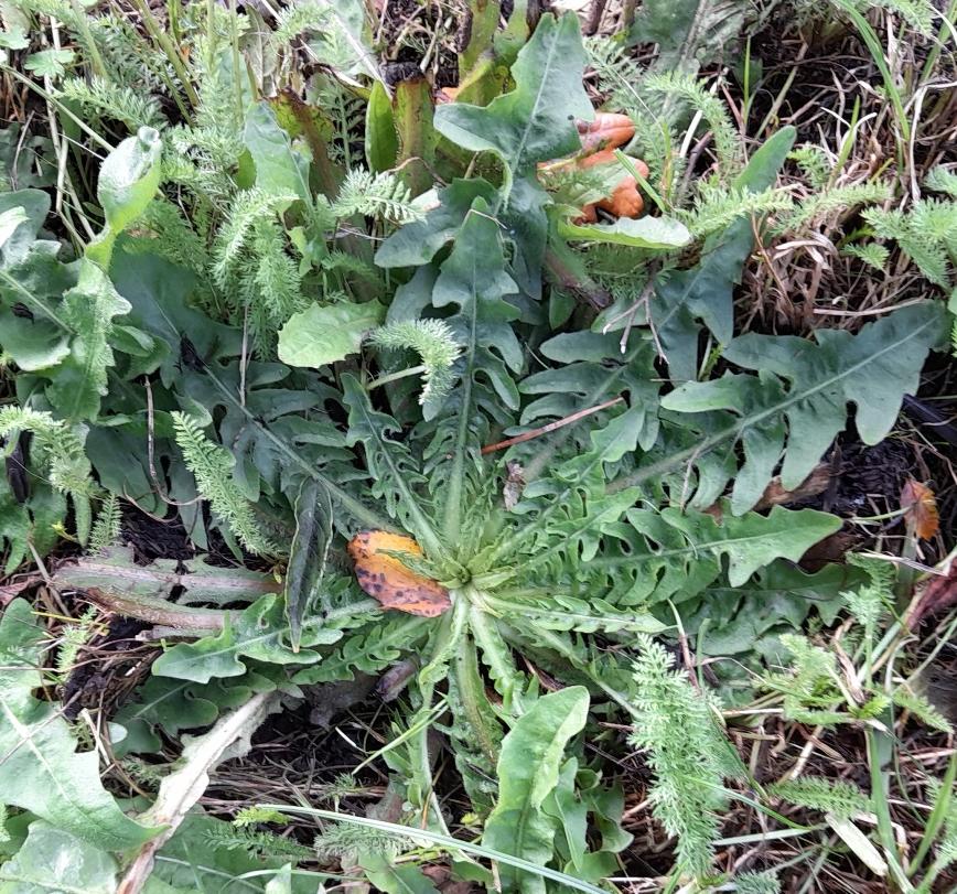 shepherds purse rosette rainham marshes