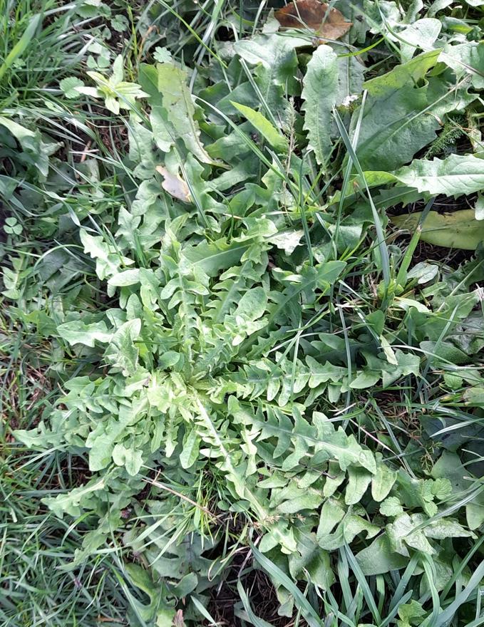 shepherds purse rosette rainham marshes