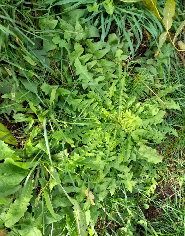 shepherds purse rosette rainham marshes