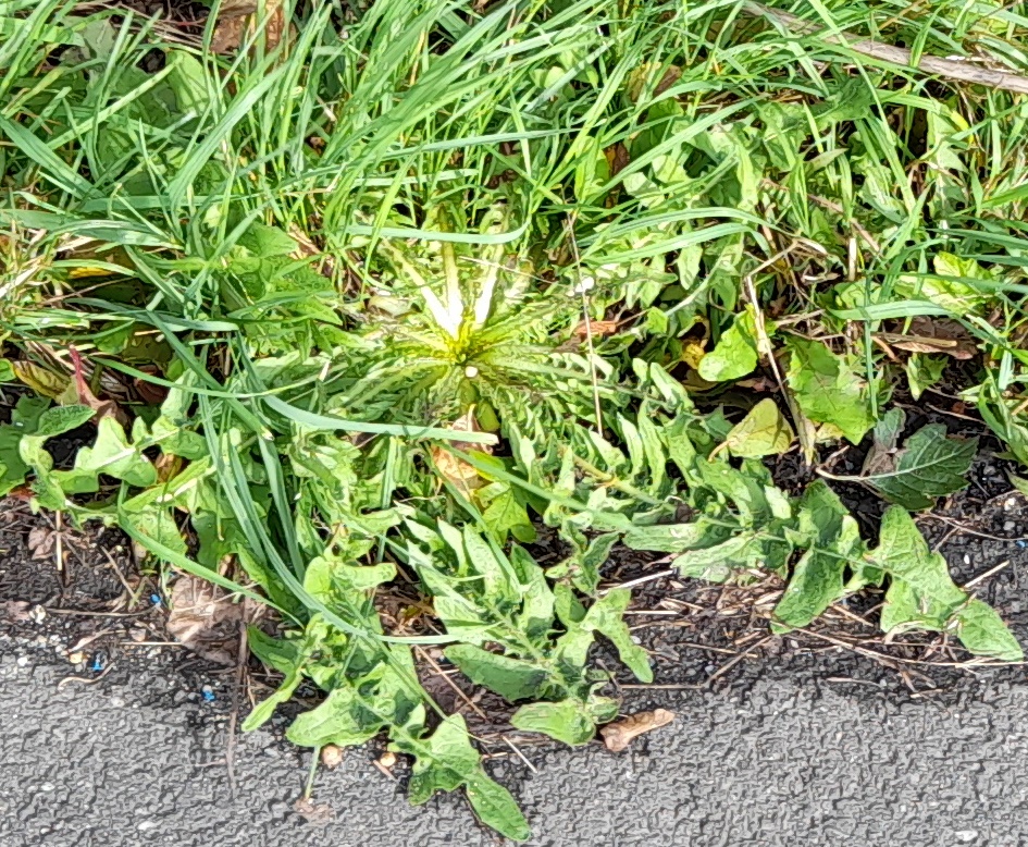 shepherds purse rosette rainham marshes