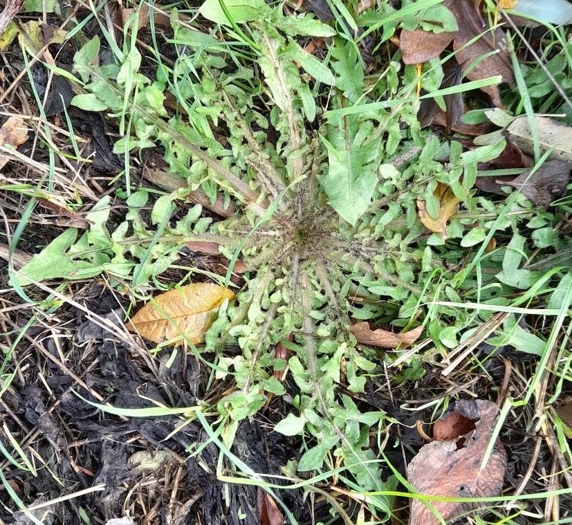 shepherds purse rosette rainham marshes