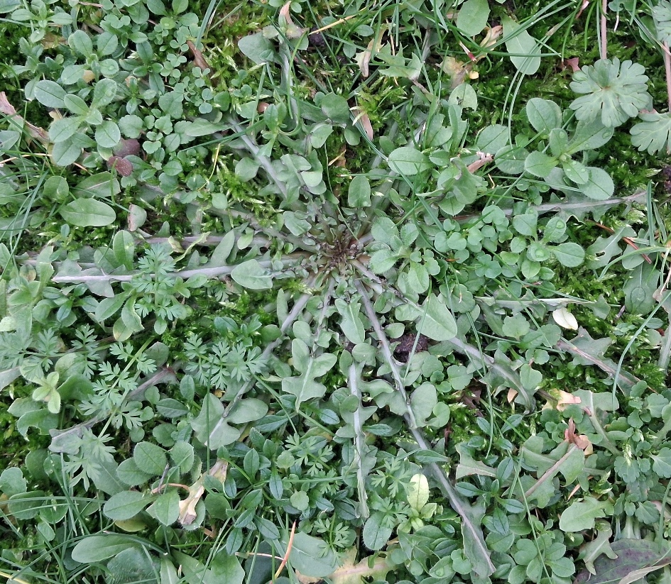 shepherd's purse capsella bursa-pastoris