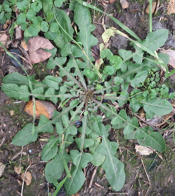 shepherds purse capsella bursa-pastoris