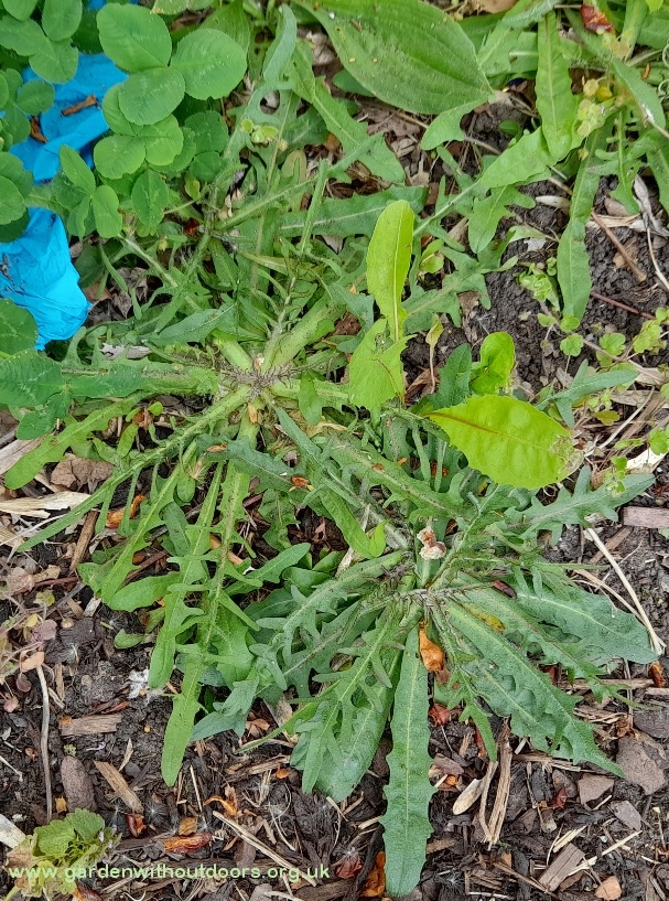 shepherd's purse Capsella bursa-pastoris