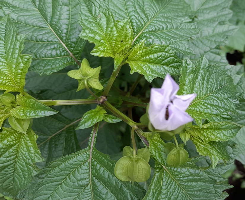 shoofly buds and flower with bee