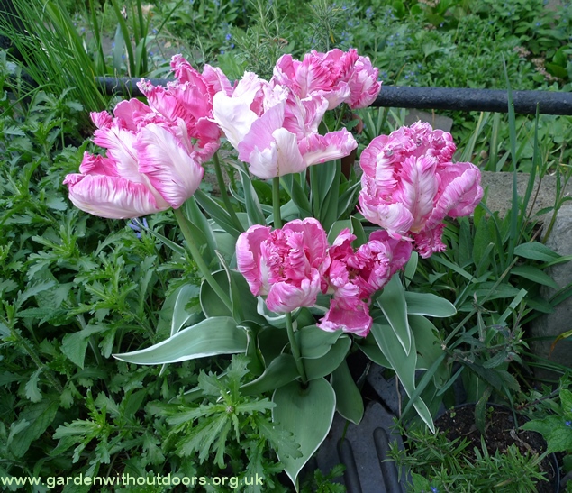 silver parrot tulips