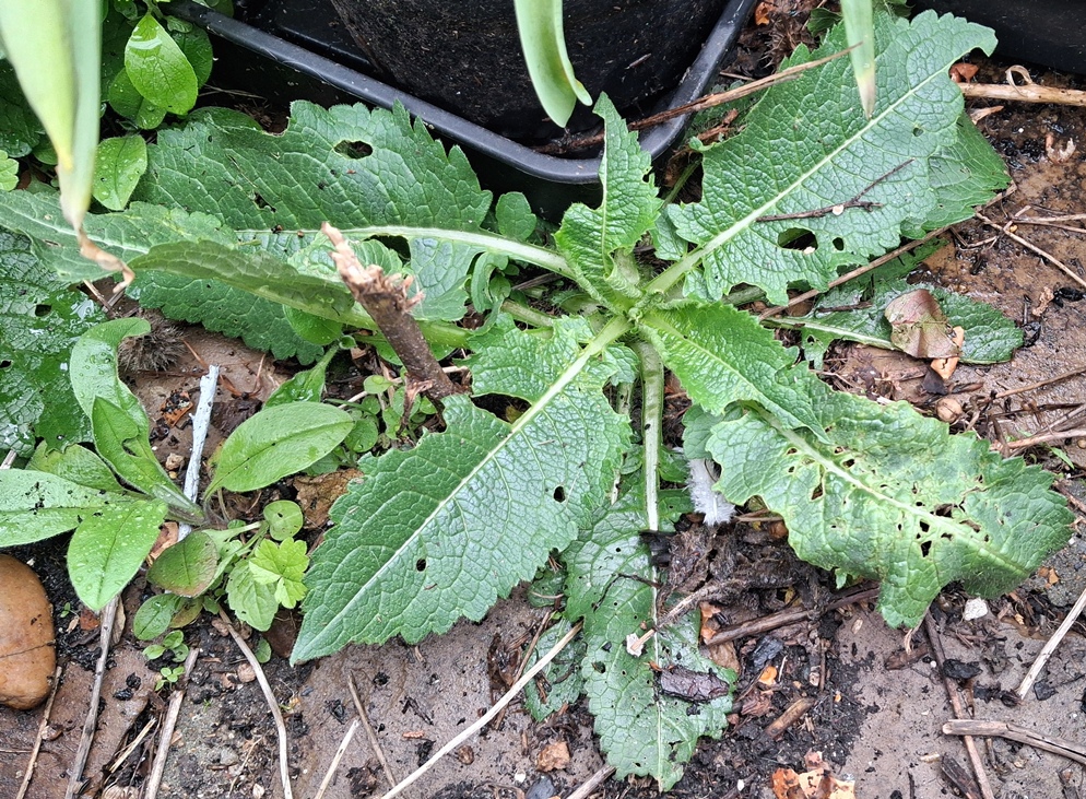 small teasel rosette