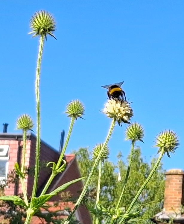 small teasel bee