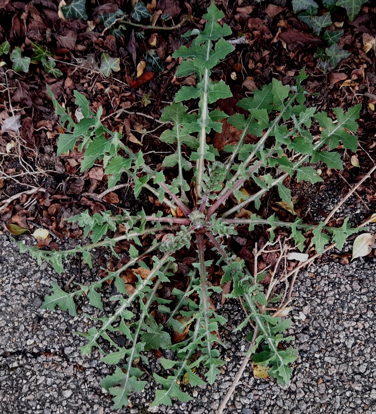 smooth sow thistle