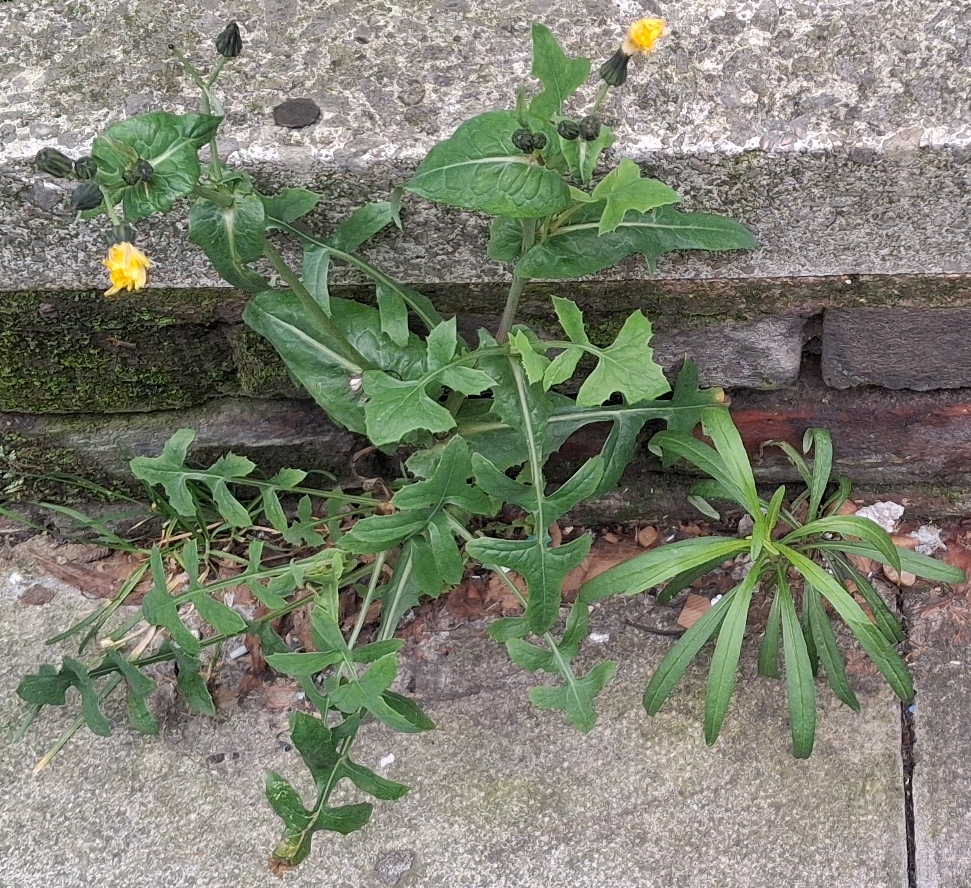 smooth sow thistle narrow-leaved ragwort