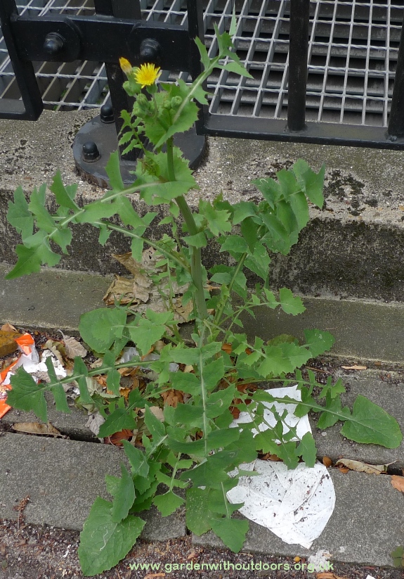 smooth sow thistle