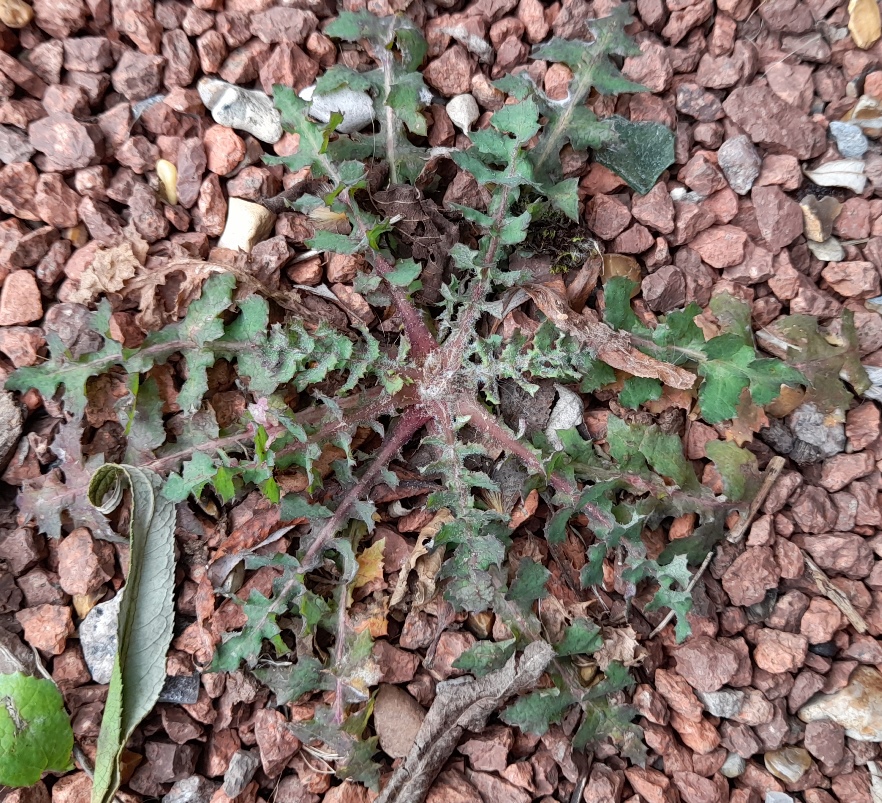 smooth sow thistle