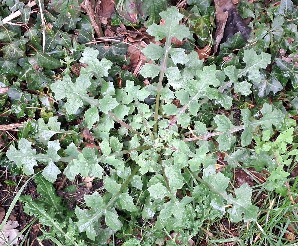 smooth sow thistle rosette