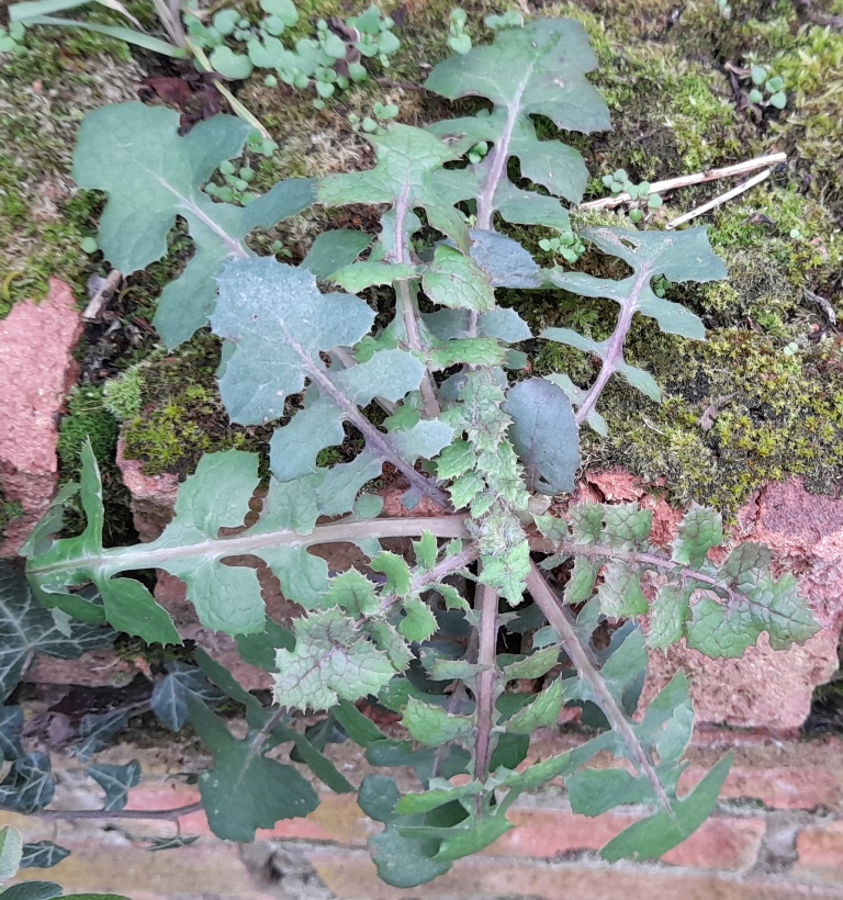 smooth sow thistle rosette